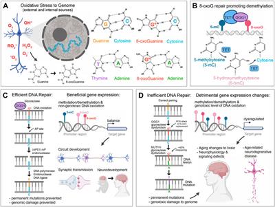 The two faces of DNA oxidation in genomic and functional mosaicism during aging in human neurons